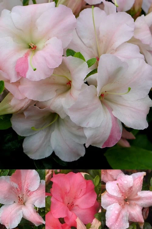 Sir Robert Dwarf Azalea - 3 Gallon Pot 3 Sir Robert Dwarf Azalea - 3 Gallon Pot
