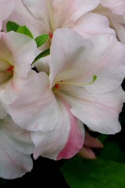 Sir Robert Dwarf Azalea - 3 Gallon Pot 13 Sir Robert Dwarf Azalea - 3 Gallon Pot -Bush Sale Shop Azalea Sir Robert 5