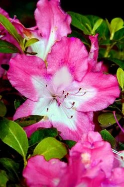 Vibrant Azalea (Harris Hybrid) - 1 Gallon Pot 11 Vibrant Azalea (Harris Hybrid) - 1 Gallon Pot -Bush Sale Shop Azalea Vibrant 1