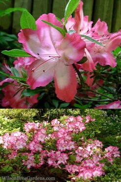 Vibrant Azalea (Harris Hybrid) - 1 Gallon Pot 10 Vibrant Azalea (Harris Hybrid) - 1 Gallon Pot -Bush Sale Shop Azalea Vibrant 2 1