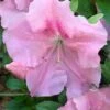 Watchet Dwarf Pink Azalea - 1 Gallon Pot -Bush Sale Shop Azalea Watchet 2