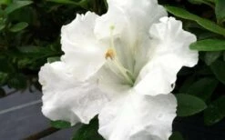Gumpo White Dwarf Azalea - 1 Gallon Pot -Bush Sale Shop Azalea White Gumpo