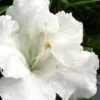 Gumpo White Dwarf Azalea - 1 Gallon Pot 2 Gumpo White Dwarf Azalea - 1 Gallon Pot -Bush Sale Shop Azalea White Gumpo 500x750 1