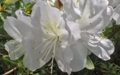 Mrs. G.G. Gerbing White Southern Indica Azalea - 3 Gallon Pot 13 Mrs. G.G. Gerbing White Southern Indica Azalea - 3 Gallon Pot -Bush Sale Shop Azlea GG Gerbing Flower
