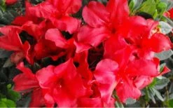 Fireside Red Bloom 'N Again Azalea - 2 Gallon Pot -Bush Sale Shop Bloom N Again Azalea Fireside Red
