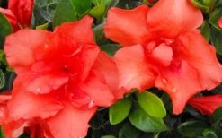 Orange Frost Bloom 'N Again Azalea - 1 Gallon Pot 9 Orange Frost Bloom 'N Again Azalea - 1 Gallon Pot -Bush Sale Shop Bloom N Again Azalea Orange Frost