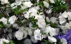 Snowball Bloom 'N Again Azalea - 2 Gallon Pot 12 Snowball Bloom 'N Again Azalea - 2 Gallon Pot -Bush Sale Shop Bloom N Again Azalea Snowball