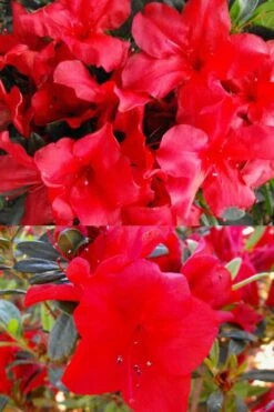 Fireside Red Bloom 'N Again Azalea - 2 Gallon Pot -Bush Sale Shop Bloom N Again Fireside Red 1 500x750 1