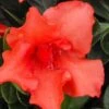 Orange Frost Bloom 'N Again Azalea - 1 Gallon Pot 2 Orange Frost Bloom 'N Again Azalea - 1 Gallon Pot -Bush Sale Shop Bloom N Again Orange Frost 1 500x750 1