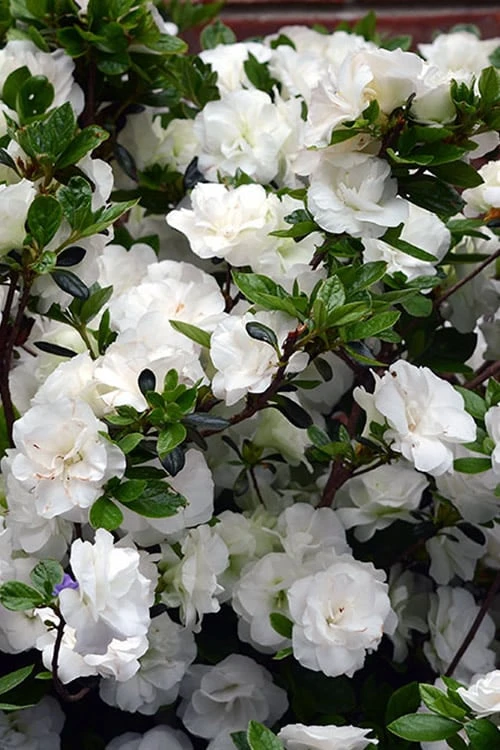 Snowball Bloom 'N Again Azalea - 2 Gallon Pot 3 Snowball Bloom 'N Again Azalea - 2 Gallon Pot