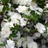 Snowball Bloom 'N Again Azalea - 6 Pack Of 1 Gallon Pots -Bush Sale Shop Bloom N Again Snowball 1 500x750 2
