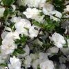 Snowball Bloom 'N Again Azalea - 1 Gallon Pot 1 Snowball Bloom 'N Again Azalea - 1 Gallon Pot -Bush Sale Shop Bloom N Again Snowball 1 500x750 3