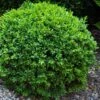 Dwarf English Boxwood - 2 Gallon Pot 2 Dwarf English Boxwood - 2 Gallon Pot -Bush Sale Shop Boxwood Dwarf English 1