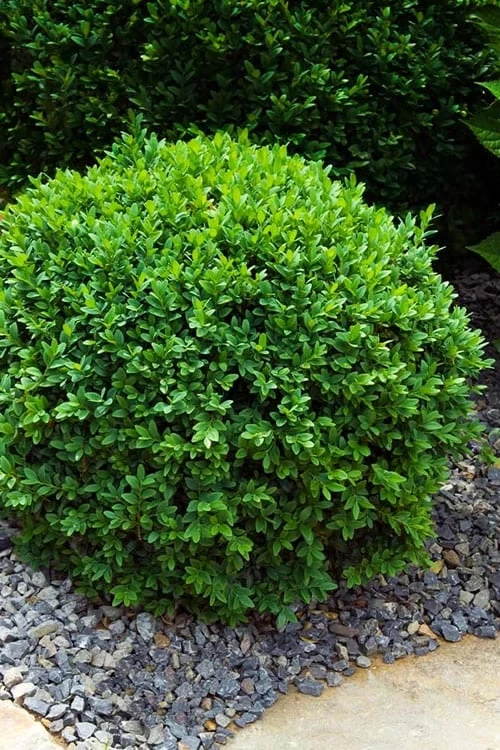 Dwarf English Boxwood - 2 Gallon Pot 3 Dwarf English Boxwood - 2 Gallon Pot