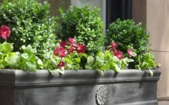 Dwarf English Boxwood - 2 Gallon Pot 11 Dwarf English Boxwood - 2 Gallon Pot -Bush Sale Shop Boxwood Dwarf English 2