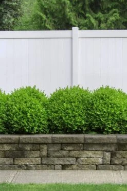 Dwarf English Boxwood - 2 Gallon Pot 10 Dwarf English Boxwood - 2 Gallon Pot -Bush Sale Shop Boxwood Dwarf English 3