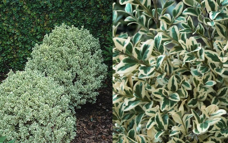 Dwarf Variegated Boxwood - 6 Pack Of 1 Gallon Pots 6 Dwarf Variegated Boxwood - 6 Pack Of 1 Gallon Pots - Image 4