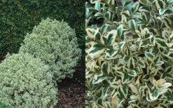 Dwarf Variegated Boxwood - 5 Gallon Pot 11 Dwarf Variegated Boxwood - 5 Gallon Pot -Bush Sale Shop Boxwood Dwarf Variegated 50 3