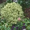 Dwarf Variegated Boxwood - 5 Gallon Pot -Bush Sale Shop Boxwood Dwarf Variegated 500x750 4