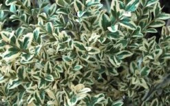 Dwarf Variegated Boxwood - 2 Gallon Pot 13 Dwarf Variegated Boxwood - 2 Gallon Pot -Bush Sale Shop Boxwood Dwarf Variegated 51