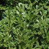 Franklins Gem Dwarf Boxwood - 1 Gallon Pot 2 Franklins Gem Dwarf Boxwood - 1 Gallon Pot -Bush Sale Shop Boxwood Franklins Dwarf BS