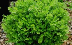 Franklins Gem Dwarf Boxwood - 3 Gallon Pot 11 Franklins Gem Dwarf Boxwood - 3 Gallon Pot -Bush Sale Shop Boxwood Franklins Gem 1