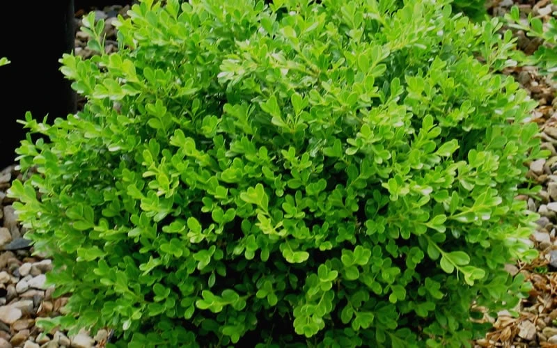 Franklins Gem Dwarf Boxwood - 3 Gallon Pot 6 Franklins Gem Dwarf Boxwood - 3 Gallon Pot - Image 4