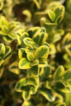 Golden Triumph Variegated Dwarf Boxwood - 3 Gallon Pot 13 Golden Triumph Variegated Dwarf Boxwood - 3 Gallon Pot -Bush Sale Shop Boxwood Golden Triumph 3 1
