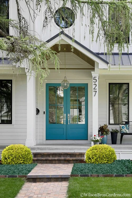 Golden Triumph Variegated Dwarf Boxwood - 1 Gallon Pot 7 Golden Triumph Variegated Dwarf Boxwood - 1 Gallon Pot - Image 5