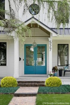 Golden Triumph Variegated Dwarf Boxwood - 6 Pack Of 1 Gallon Pots 12 Golden Triumph Variegated Dwarf Boxwood - 6 Pack Of 1 Gallon Pots -Bush Sale Shop Boxwood Golden Triumph 7