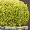 Golden Triumph Variegated Dwarf Boxwood - 6 Pack Of 1 Gallon Pots -Bush Sale Shop Boxwood Golden Triumph 9