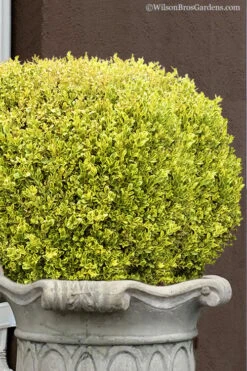 Golden Triumph Variegated Dwarf Boxwood - 6 Pack Of 1 Gallon Pots