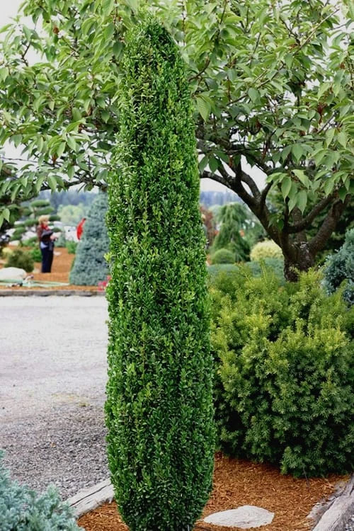 Graham Blandy Columnar Boxwood - 2 Gallon Pot 3 Graham Blandy Columnar Boxwood - 2 Gallon Pot