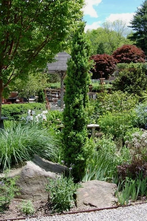 Graham Blandy Columnar Boxwood - 2 Gallon Pot 6 Graham Blandy Columnar Boxwood - 2 Gallon Pot - Image 4