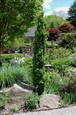 Graham Blandy Columnar Boxwood - 6 Pack Of 1 Gallon Pots -Bush Sale Shop Boxwood Graham Blandy 2