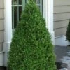 Green Mountain Boxwood - 6 Pack Of 2.5 Quart Pots 2 Green Mountain Boxwood - 6 Pack Of 2.5 Quart Pots -Bush Sale Shop Boxwood Green Mountain 11