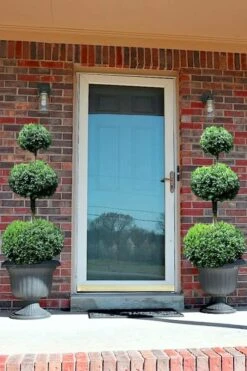 Common Boxwood 3-Ball Poodle Tier Topiary (Buxus Sempervirens) - 5 Gallon Pot -Bush Sale Shop Boxwood Green Mountain 3 Ball Poodle Tier 3