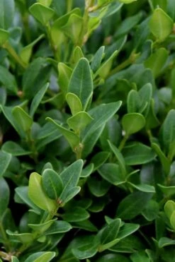 Green Velvet Boxwood - 1 Gallon Pot 13 Green Velvet Boxwood - 1 Gallon Pot -Bush Sale Shop Boxwood Green Velvet 1 1