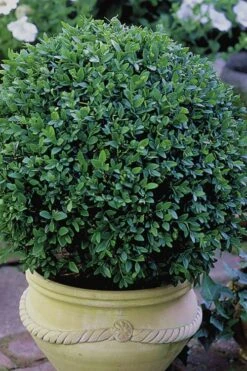 Green Velvet Boxwood - 1 Gallon Pot 12 Green Velvet Boxwood - 1 Gallon Pot -Bush Sale Shop Boxwood Green Velvet 3 1