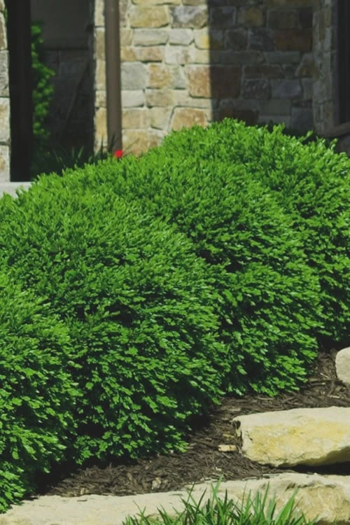 Green Velvet Boxwood - 1 Gallon Pot 6 Green Velvet Boxwood - 1 Gallon Pot - Image 4