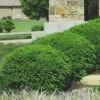Green Velvet Boxwood - 1 Gallon Pot 1 Green Velvet Boxwood - 1 Gallon Pot -Bush Sale Shop Boxwood Green Velvet 8 1