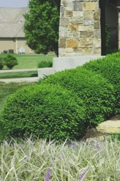 Bush Sale Shop 7 Green Velvet Boxwood - 1 Gallon Pot