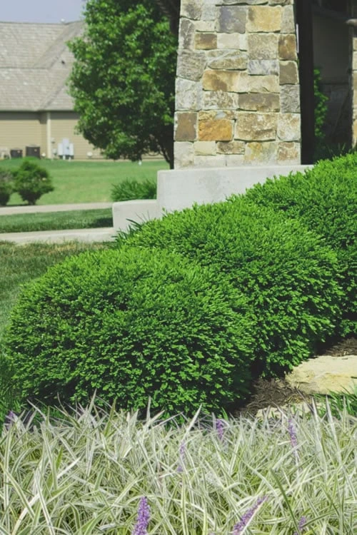 Green Velvet Boxwood - 1 Gallon Pot 3 Green Velvet Boxwood - 1 Gallon Pot