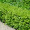Japanese Boxwood - Buxus Microphylla - 3 Gallon Pot 1 Japanese Boxwood - Buxus Microphylla - 3 Gallon Pot -Bush Sale Shop Boxwood Japanese 500x750 3