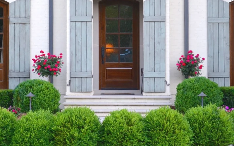 Japanese Boxwood - Buxus Microphylla - 1 Gallon Pot 7 Japanese Boxwood - Buxus Microphylla - 1 Gallon Pot - Image 5