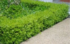 Japanese Boxwood - Buxus Microphylla - 3 Gallon Pot -Bush Sale Shop Boxwood Japanese Hedge 2 2