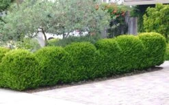 Japanese Boxwood (Buxus Microphylla) - 7 Gallon Pot 15 Japanese Boxwood (Buxus Microphylla) - 7 Gallon Pot -Bush Sale Shop Boxwood Japanese Hedge 3 1