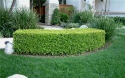 Japanese Boxwood - Buxus Microphylla - 3 Gallon Pot -Bush Sale Shop Boxwood Japanese Hedge 4