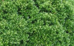 Justin Brouwers Dwarf Boxwood - 1 Gallon Pot 11 Justin Brouwers Dwarf Boxwood - 1 Gallon Pot -Bush Sale Shop Boxwood Justin Brouwers Leaves