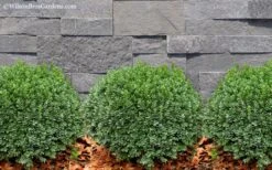 Korean Dwarf Boxwood - Buxus Sinica Var. Insularis 'Nana' - 6 Pack Of 1 Gallon Pots 12 Korean Dwarf Boxwood - Buxus Sinica Var. Insularis 'Nana' - 6 Pack Of 1 Gallon Pots -Bush Sale Shop Boxwood Korean Dwarf Insularis Nana 2